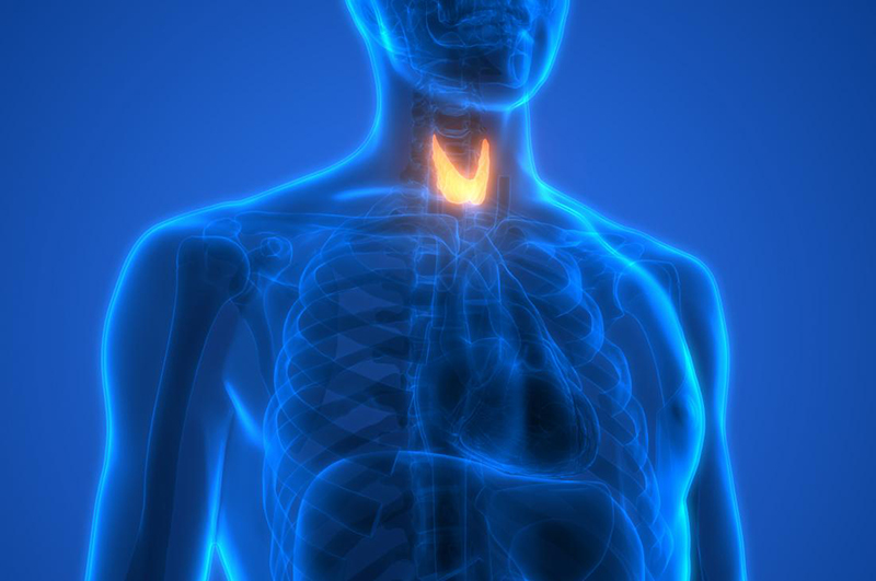 Tuyến giáp là gì? 1 số bệnh và nguyên ngân gay ra các bệnh về tuyến giáp?