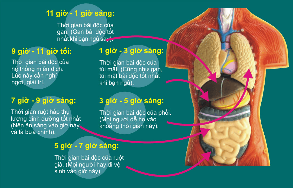 Khung thời gian làm việc và phục hồi của các cơ quan trong cơ thể?