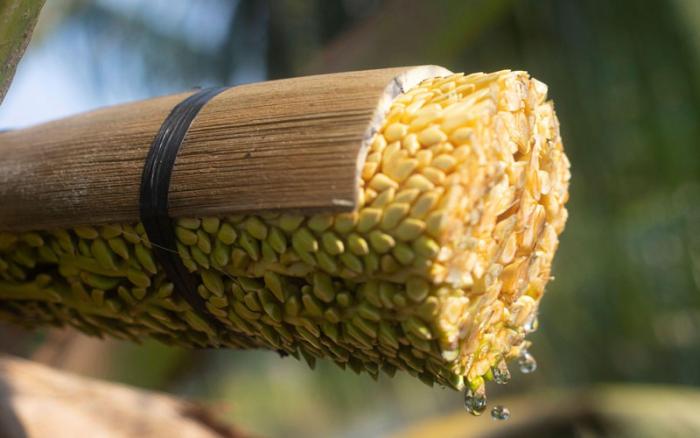 Mật hoa dừa có tác dụng gì? Mật ong hay mật hoa dừa tốt hơn?